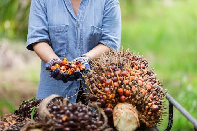 Pemerintah Wujudkan Kebun Sawit sebagai Harapan Pemerataan Ekonomi Tanpa Deforestasi