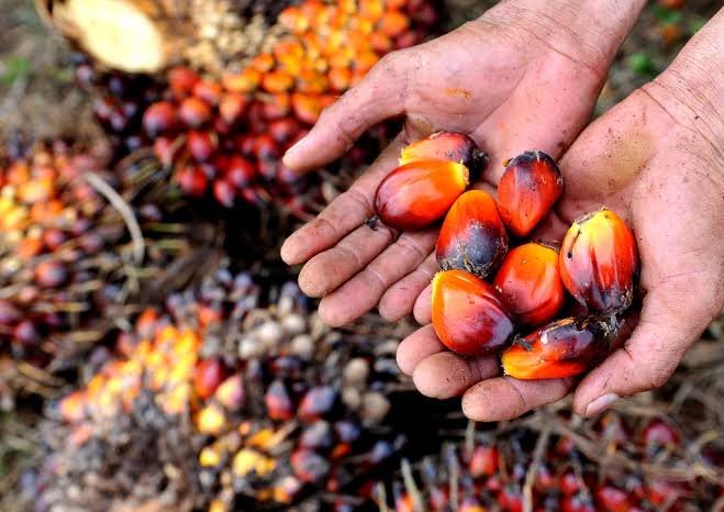 Pemerintah Dorong Pemerataan Ekonomi Melalui Perluasan Kebun Sawit