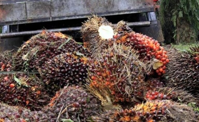 Perluasan Kebun Sawit Bukan Deforestasi, Pemerintah Dapat Dukungan Berbagai Kalangan