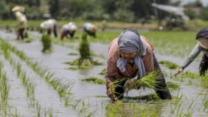 Program Swasembada Pangan Prabowo Dapat Pujian Pakar Pertanian