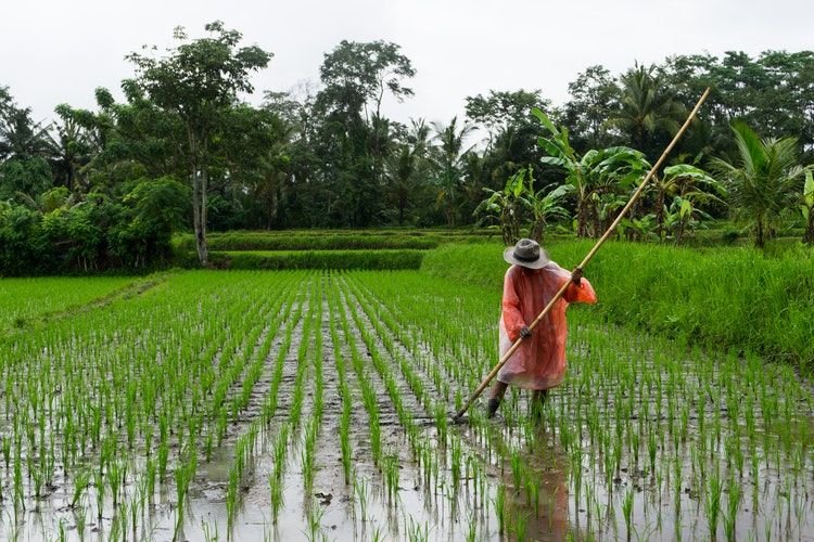 Stok Beras Melimpah, Pemerintah Optimis Capai Swasembada Pangan Nasional Lebih Cepat