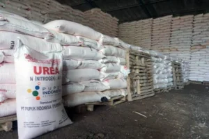 Pemerintah Percepat Swasembada Pangan Lewat Infrastruktur dan Pupuk