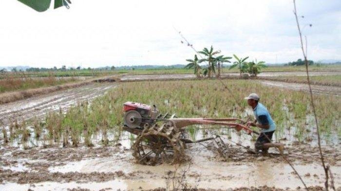 Surplus Beras 4,86 Juta Ton Menguatkan Ketahanan Pangan Nasional