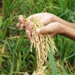 Pemerintah Targetkan Swasembada Pangan Dalam 3 bulan