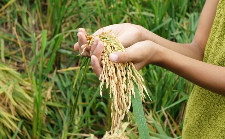 Pemerintah Targetkan Swasembada Pangan Dalam 3 bulan