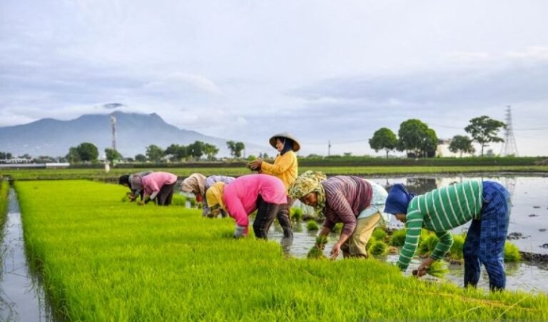 Hilirisasi Pertanian Buka 1,6 Juta Lapangan Kerja Baru di Desa