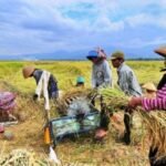 Program Sapi Merah Putih Dorong Swasembada Pangan dan Buka Lapangan Kerja Baru