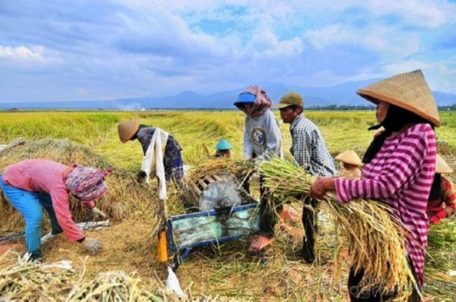 Program Sapi Merah Putih Dorong Swasembada Pangan dan Buka Lapangan Kerja Baru