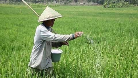Swasembada Pangan Jadi Jalan Buka Lapangan Kerja dan Tingkatkan Kesejahteraan Rakyat