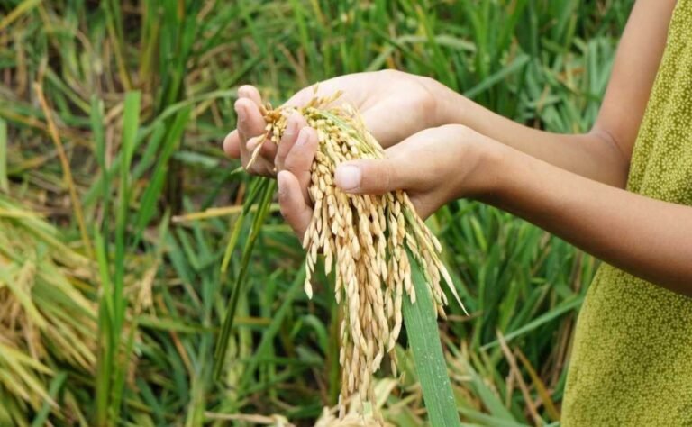 Peneliti Apresiasi Kenaikan Produksi Beras Berikan Optimis Swasembada Pangan