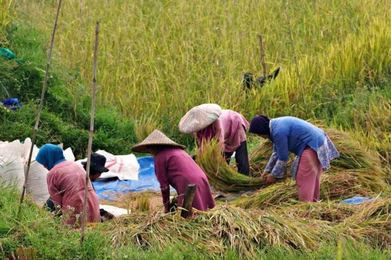 Pemerintah Terus Gelorakan Semangat Indonesia Capai Swasembada Pangan Akhir Tahun 2025