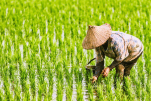 Hilirisasi Pertanian Jadi Pilar Peningkatan Kesejahteraan Petani