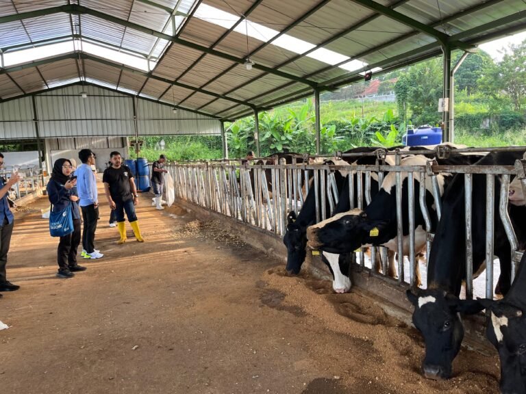 MBG Perkuat Ekonomi Mikro, Dari Koperasi hingga Peternak Lokal Terlibat