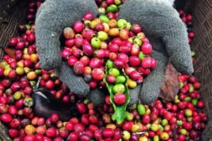 Komoditas Perkebunan Didorong Naik Kelas lewat Hilirisasi