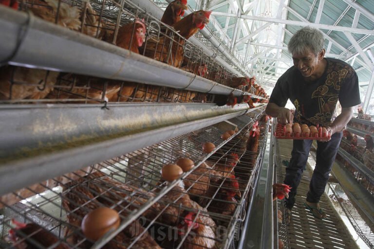 Hilirisasi Ayam sebagai Pilar Baru Ketahanan Pangan Indonesia