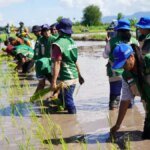 Tanam Serentak Dipercepat, Ketahanan Pangan Nasional Diperkuat