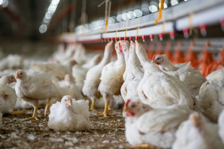 Strategi Menjaga Kebutuhan Protein Nasional, dan Masa Depan Ketahanan Pangan Indonesia