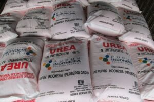 Harga Pupuk Subsidi Dijaga, Petani Tetap Terlindungi dari Dampak Global