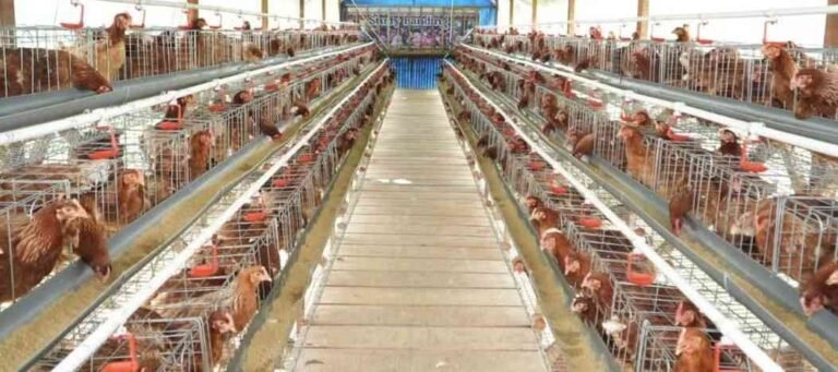 Ketahanan Pangan Diperkuat melalui Proyek Hilirisasi Ayam Terintegrasi Nasional