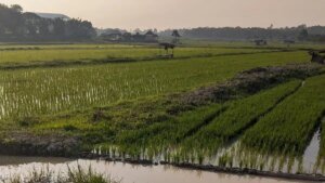 Ketahanan Pangan Desa Menjadi Fondasi Kemandirian Bangsa