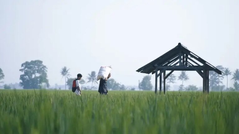 Kedaulatan Pangan Diperkuat lewat Optimasi Lahan dan Larangan Alih Fungsi Sawah