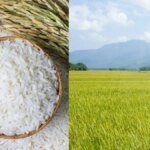 Ketahanan Pangan Lewat Produksi Lokal dan Perlindungan Lahan Sawah