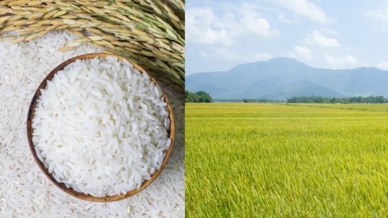 Ketahanan Pangan Lewat Produksi Lokal dan Perlindungan Lahan Sawah