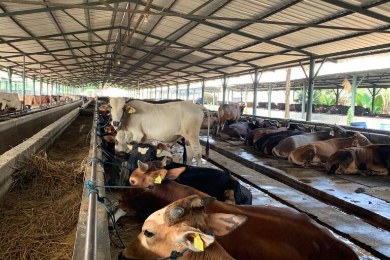 Pemerintah Bangun Lima Kawasan Peternakan untuk Perkuat Ketahanan Pangan