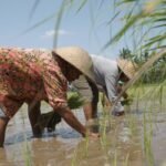 Subsidi Benih Padi Jadi Upaya Pemerintah Tingkatkan Produktivitas dan Ketahanan Pangan