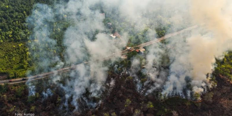 Sinergi Pemerintah dan Masyarakat Perkuat Ketahanan Papua Hadapi Karhutla