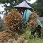 Dari Pupuk hingga Harga Panen, Pemerintah Perkuat Ekosistem Pertanian untuk Petani