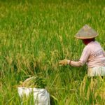 Kedaulatan Pangan Menjawab Tantangan dari Sawah sampai Dapur Rakyat