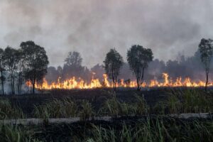 Bantuan Karhutla Diperluas untuk Lindungi Warga dari Kabut Asap
