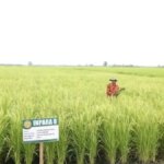 Kedaulatan Pangan Diperkuat lewat Percepatan Program Pertanian Nasional