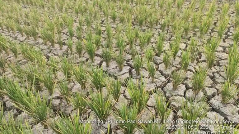 Kedaulatan Pangan Didorong melalui Produksi, Teknologi, dan Kesejahteraan Petani